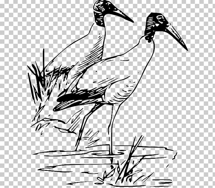Bird Drawing Sketch PNG, Clipart, Animals, Art, Artwork, Beak, Bird Free PNG Download