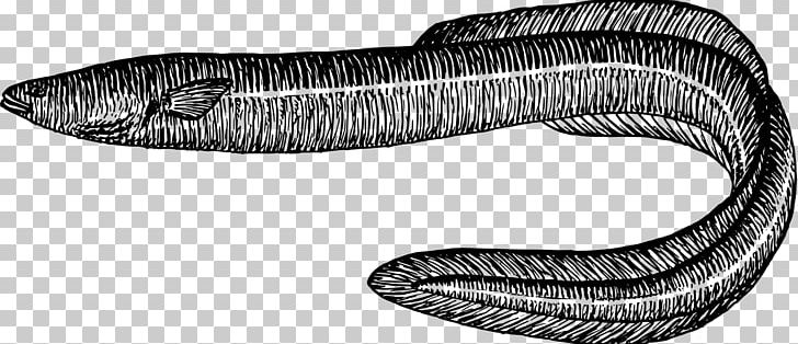 Electric Eel Fish Drawing PNG, Clipart, Angle, Animal, Animals, Black And White, Conger Eel Free PNG Download