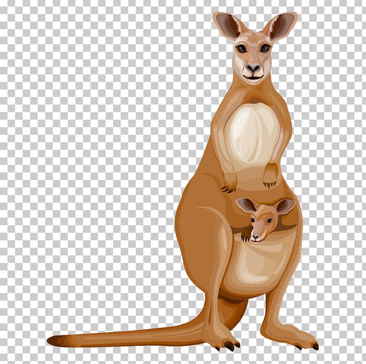Kangaroo Cartoon Drawing PNG, Clipart, Animal, Animal Illustration, Animals, Animation, Balloon Cartoon Free PNG Download