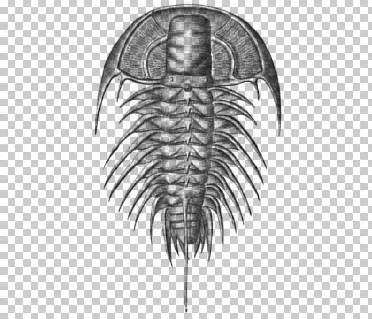 Olenellus Marine Invertebrates Cambrian Fossil Ptychopariida PNG, Clipart, Animal, Black And White, Cambrian, Charles Doolittle Walcott, Drawing Free PNG Download
