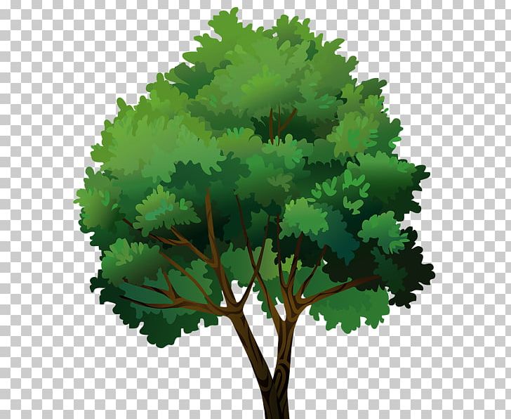 Tree Pine PNG, Clipart, Cartoon, Clip Art, Download, Leaf, Nature Free PNG Download