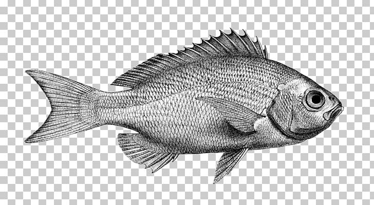 Northern Red Snapper Tilapia Fish Products Barramundi Perch PNG, Clipart, Barramundi, Biology, Black And White, Cod, Drawing Free PNG Download