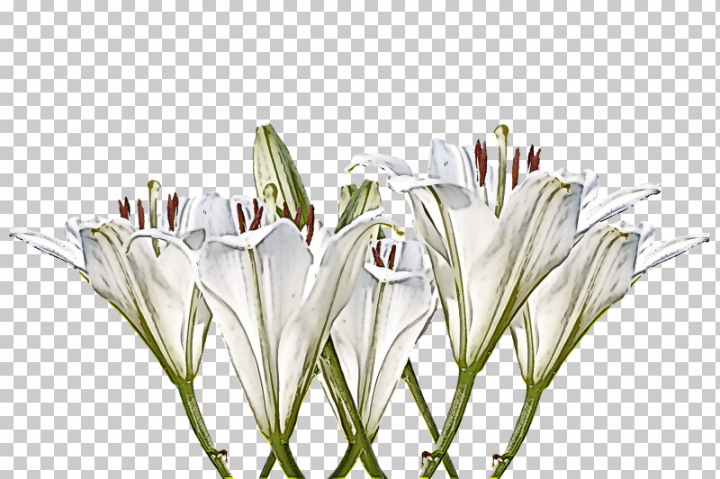 White Flower Plant Grass Crinum PNG, Clipart, Crinum, Cut Flowers, Flower, Grass, Hymenocallis Free PNG Download
