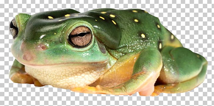 Edible Frog Amphibian True Frog PNG, Clipart, Amphibian, Animals, Batrachia, Bullfrog, Download Free PNG Download