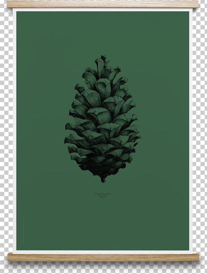 Paper Pine Conifer Cone Posterdesign Drawing PNG, Clipart, Ballpoint Pen, Cone, Conifer, Conifer Cone, Conifers Free PNG Download