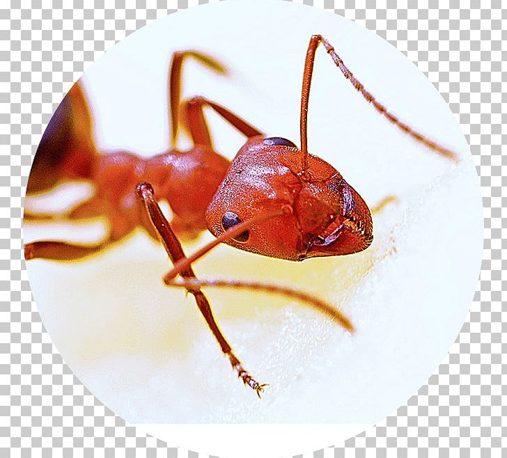 Red Imported Fire Ant Hymenopterans Pest Carpenter Ant PNG, Clipart, Animal Bite, Ant, Ant Colony, Arthropod, Boric Acid Free PNG Download