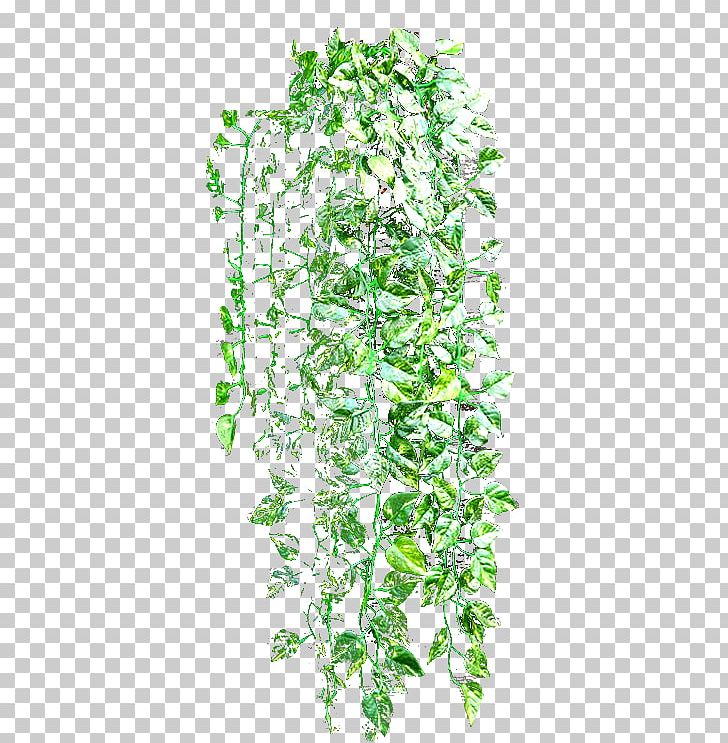 Vine Planta Trepadora Wall Plant Stem PNG, Clipart, Garden, Grass, Green Wall, Hedge, Ivy Free PNG Download