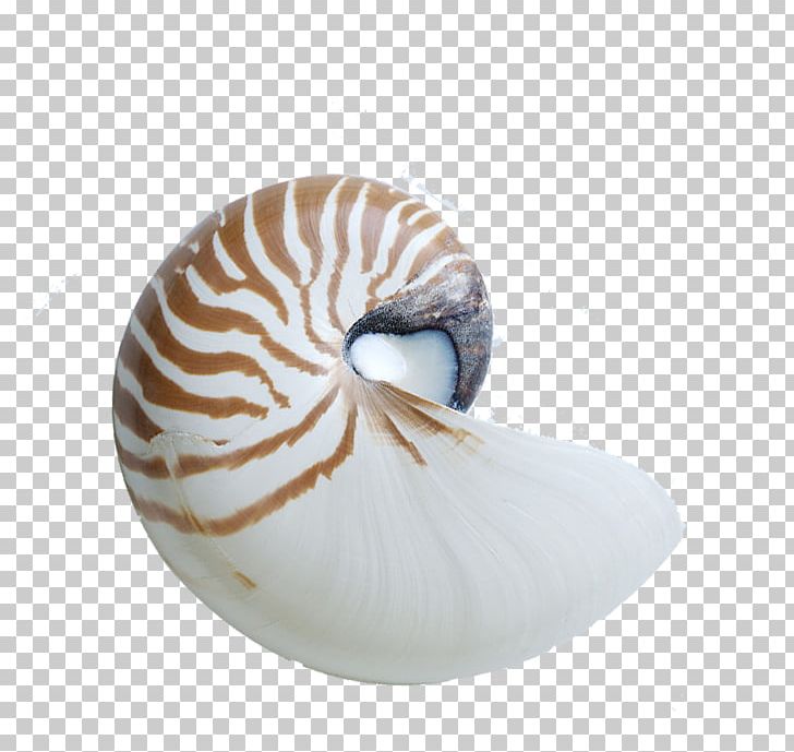 Chambered Nautilus Seashell Sea Snail PNG, Clipart, Beach, Cartoon Conch, Cephalopod, Conch, Conch Blowing Free PNG Download