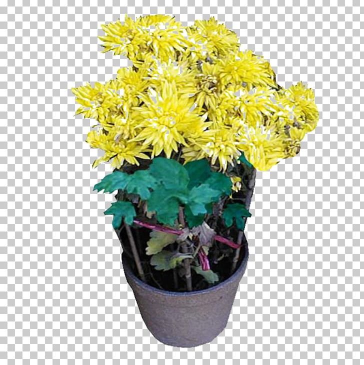 Chrysanthemum Flowerpot Bonsai PNG, Clipart, Artificial Flower, Chrysanthemum Chrysanthemum, Chrysanthemum Flowers, Chrysanthemums, Daisy Family Free PNG Download