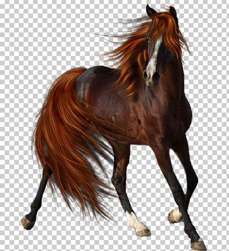 Horse Mane Stallion Pony Mule PNG, Clipart, Animal, Animals, Bridle, Cari, Equestrian Free PNG Download