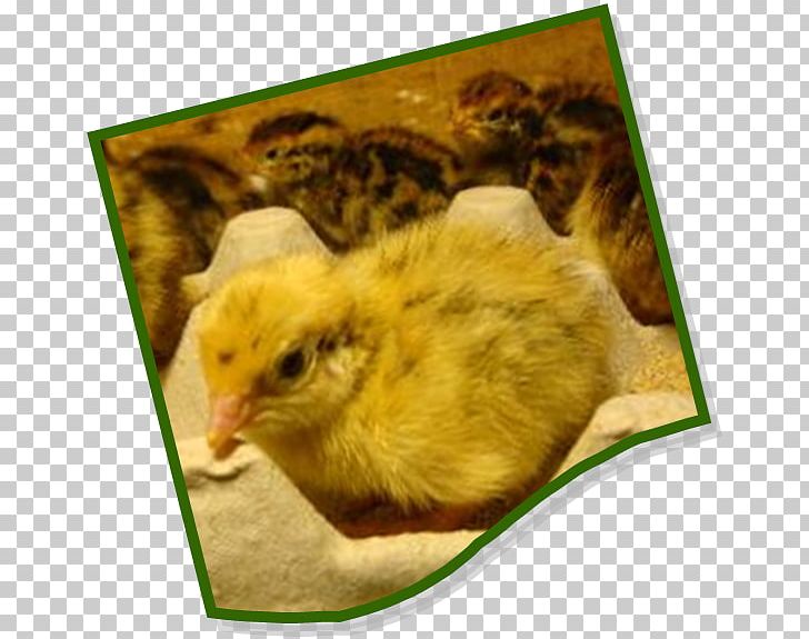 Japanese Quail Meat Rectangle Square PNG, Clipart, Beak, Bird, Bourgs Du Japon, Chicken, Fauna Free PNG Download