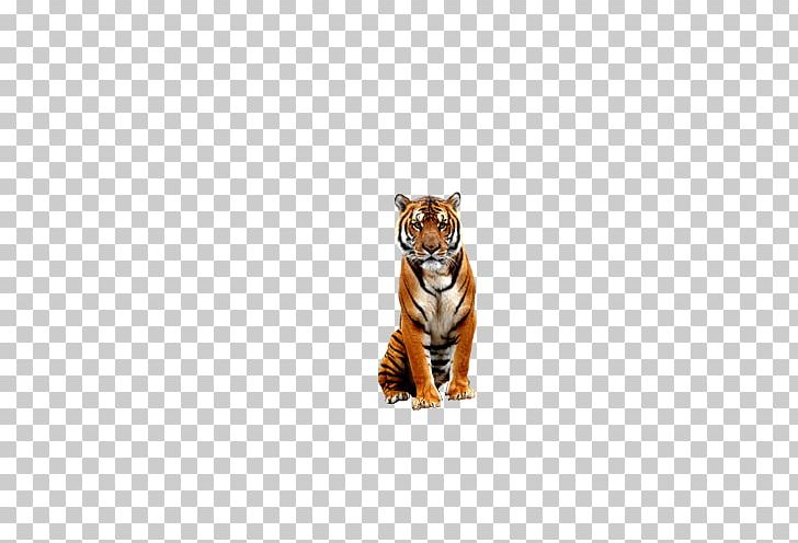 Tiger Bengal Big Cat Wildlife PNG, Clipart, Animal, Animals, Beast, Bengal, Big Cat Free PNG Download