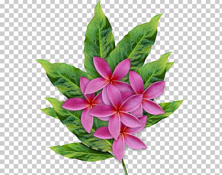 Floral Design Flower Petal PNG, Clipart, Botanical Illustration, Botany, Clip Art, Cut Flowers, Deco Free PNG Download