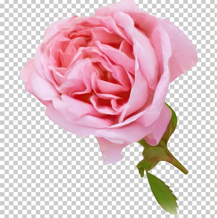 Garden Roses Pink Cabbage Rose Flower China Rose PNG, Clipart, China Rose, Color, Cut Flowers, Floribunda, Flower Free PNG Download