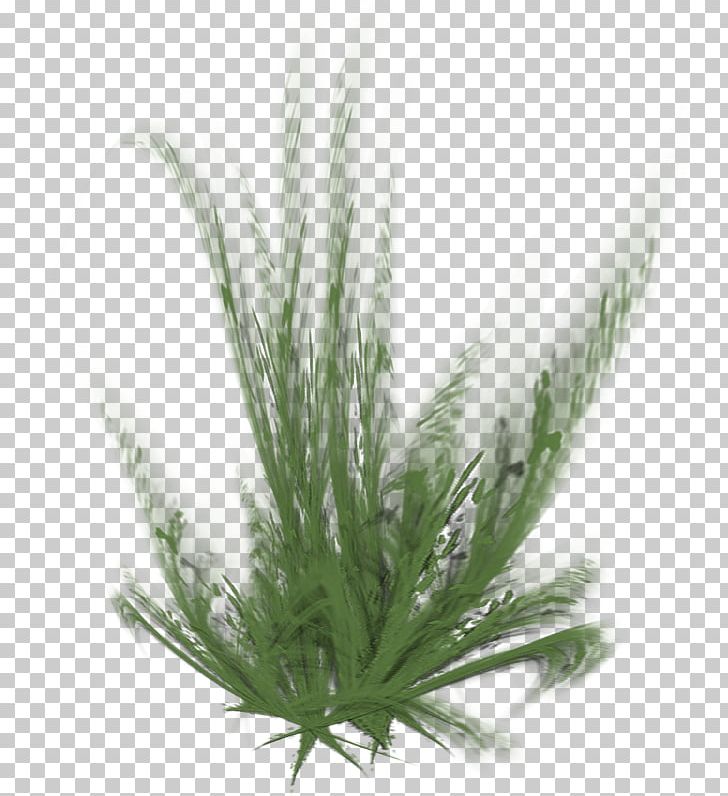 Grasses Portable Network Graphics Herbaceous Plant Painting Ryegrass PNG, Clipart, Grass, Grasses, Grass Family, Herbaceous Plant, Painting Free PNG Download