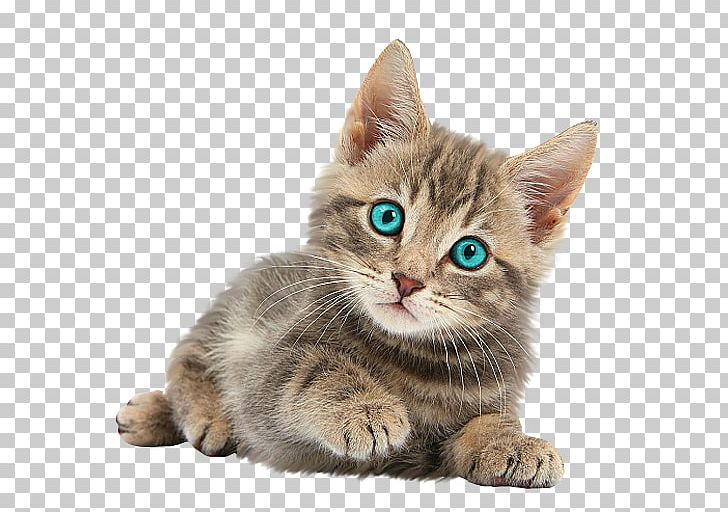 Mug Kitten Cat Puppy Coffee PNG, Clipart,  Free PNG Download