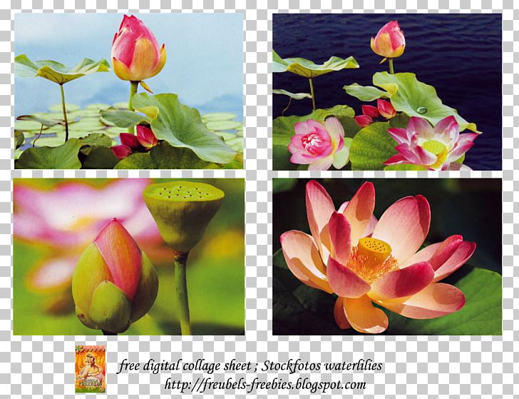 Nelumbo Nucifera Lotus And Nympheas Floral Design Yellow PNG, Clipart, Aquatic Plant, Art, Book, Computer, Computer Wallpaper Free PNG Download