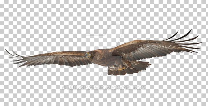 Bald Eagle Bird Hawk Golden Eagle PNG, Clipart, Accipitriformes, Animal, Bald Eagle, Beak, Bird Free PNG Download