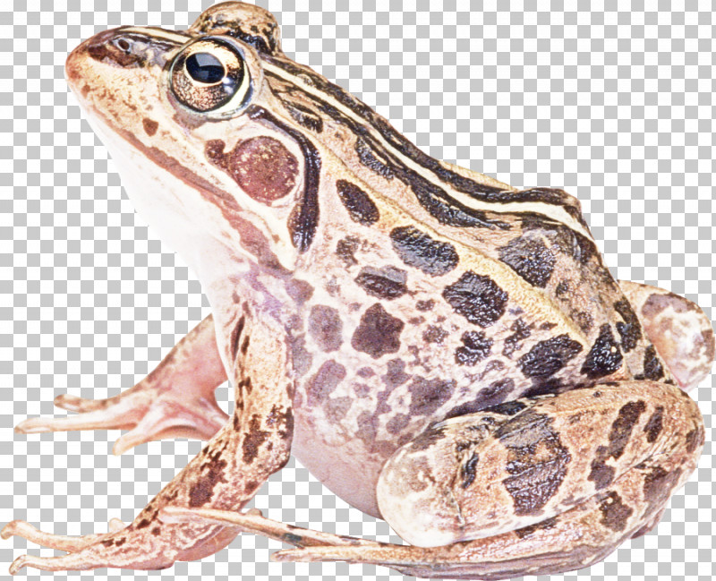 Frog True Frog Toad Bullfrog Northern Leopard Frog PNG, Clipart, Anaxyrus, Bufo, Bullfrog, Frog, Northern Leopard Frog Free PNG Download