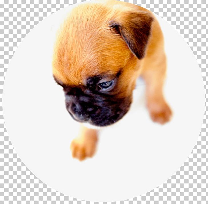 Dog Breed Pug Boxer Puppy Companion Dog PNG, Clipart, Animals, Aretus, Boxer, Breed, Carnivoran Free PNG Download