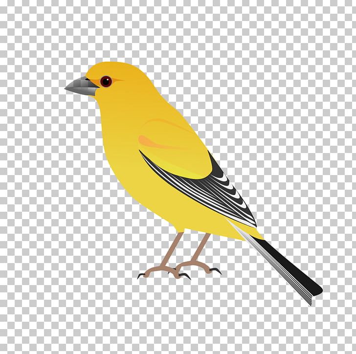 House Sparrow Eurasian Golden Oriole Arabian Golden Sparrow Moineau Conspectus Generum Avium PNG, Clipart, Arabian Golden Sparrow, Beak, Bird, Common Name, Emberizidae Free PNG Download