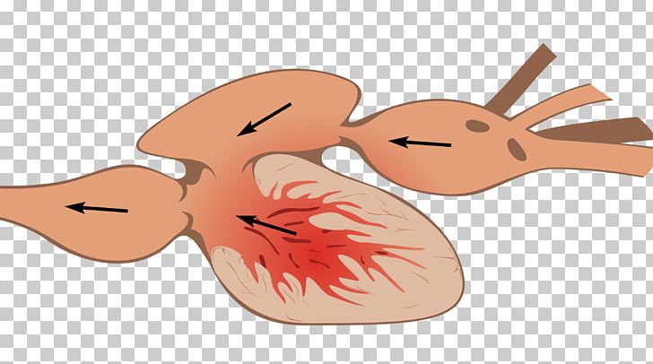 Vertebrate Fish Anatomy Heart PNG, Clipart, Anatomy, Animals, Art, Blood, Bony Fishes Free PNG Download