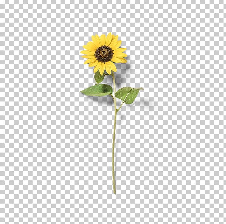 Common Sunflower Yellow PNG, Clipart, Daisy Family, Encapsulated Postscript, Flower, Flowers, Google Images Free PNG Download