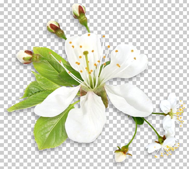 Flower White Rose PNG, Clipart, Black And White, Blossom, Branch, Cherry Blossom, Color Free PNG Download