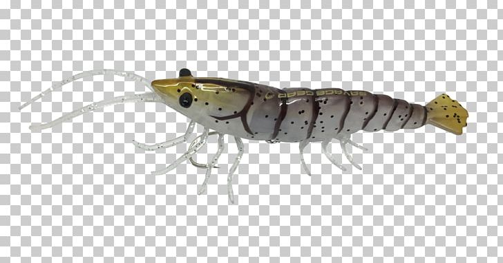 Insect Crab Fishing Baits & Lures Shrimp PNG, Clipart, Angling, Animal, Animals, Antenna, Appendage Free PNG Download