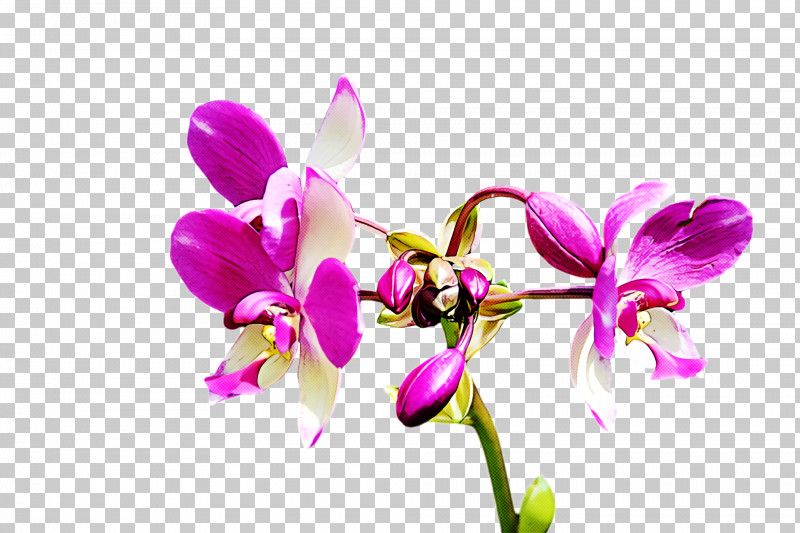 Floral Design PNG, Clipart, Cattleya Orchids, Christmas Orchid, Crimson Cattleya, Dendrobium, Floral Design Free PNG Download