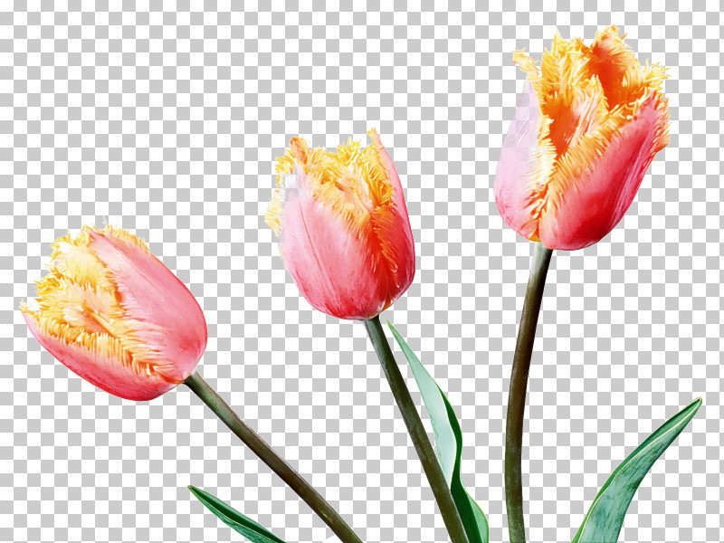 Flower Tulip Petal Plant Cut Flowers PNG, Clipart, Bud, Cut Flowers, Flower, Lily Family, Pedicel Free PNG Download
