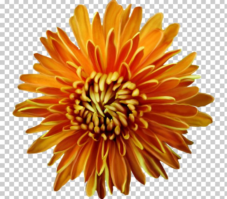 Cut Flowers Flower Bouquet PNG, Clipart, Agac Resimleri, Annual Plant, Bab, Chrysanthemum, Chrysanths Free PNG Download