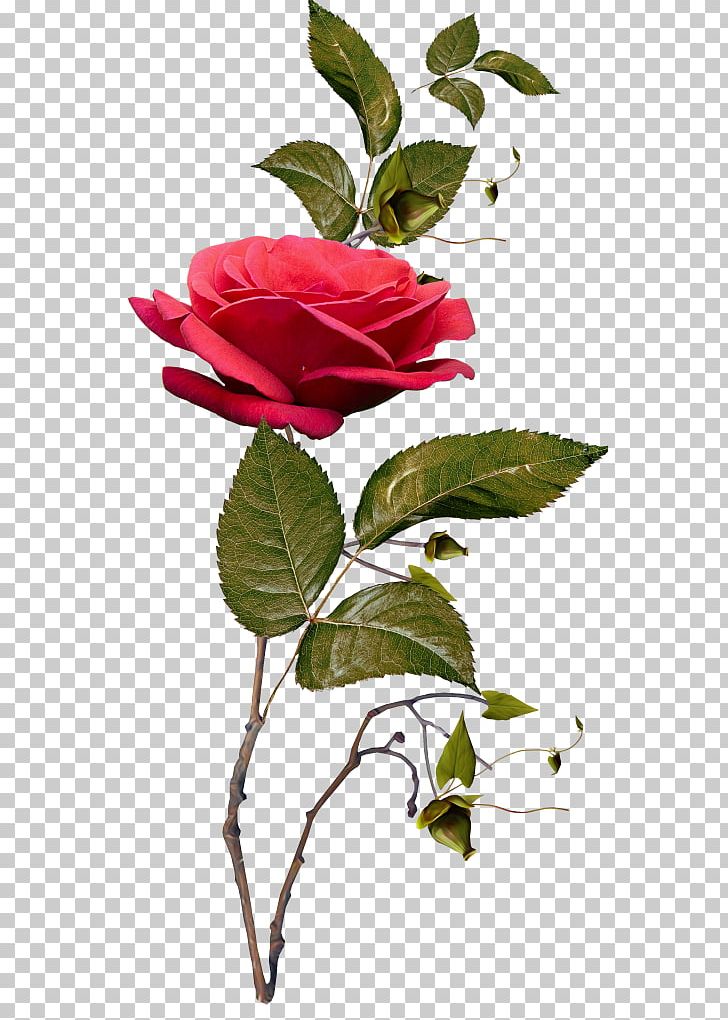 Garden Roses Flower PNG, Clipart, Branch, Floral Design, Flower, Flower Garden, Flowering Plant Free PNG Download