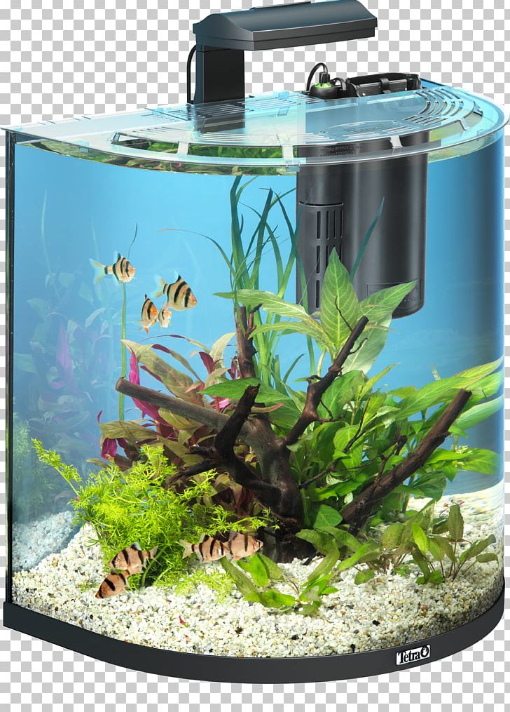 Goldfish Tetra Aquarium Pet Shop PNG, Clipart, Animals, Aquarium, Aquarium Decor, Aquarium Filters, Aquatic Plant Free PNG Download