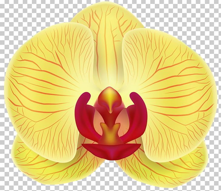 Moth Orchids Yellow PNG, Clipart, Blossom, Blue, Cherry Blossom, Closeup, Desktop Wallpaper Free PNG Download