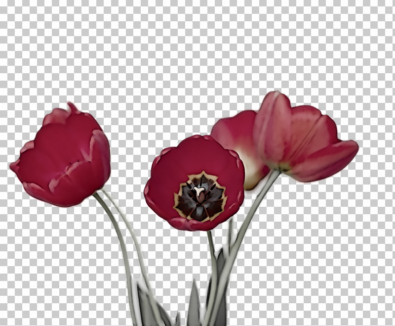 Spring Flower Spring Floral Flowers PNG, Clipart, Anemone, Artificial Flower, Bud, Coquelicot, Cut Flowers Free PNG Download