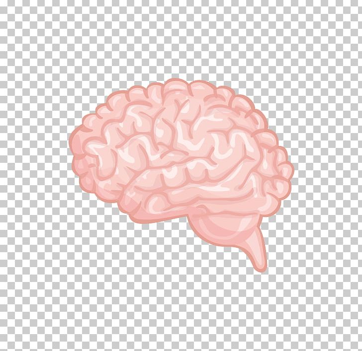 Brain Cerebrum PNG, Clipart, Brain, Brain Vector, Designer, Dog Shit And Human Shit Is Xxx, Download Free PNG Download