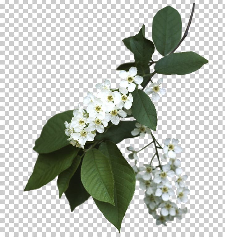 Photography Branch Others PNG, Clipart, Animation, Blossom, Branch, Cornales, Digital Image Free PNG Download