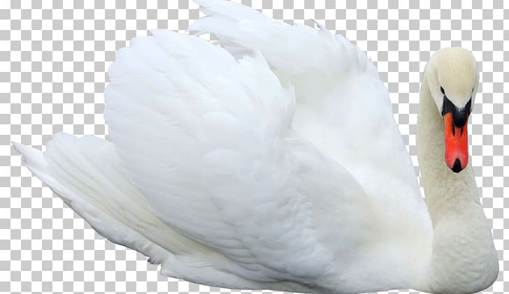 Swan PNG, Clipart, Swan Free PNG Download