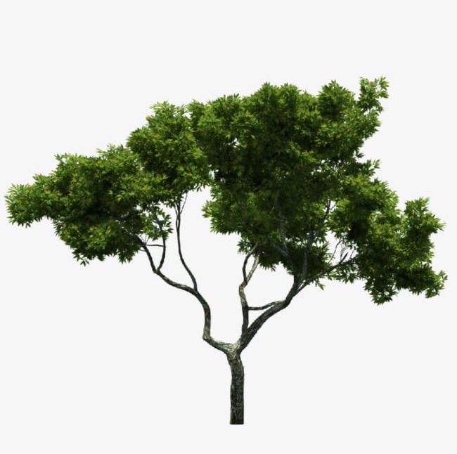 Trees PNG, Clipart, Backgrounds, Botany, Branch, Branches, Deciduous Tree Free PNG Download