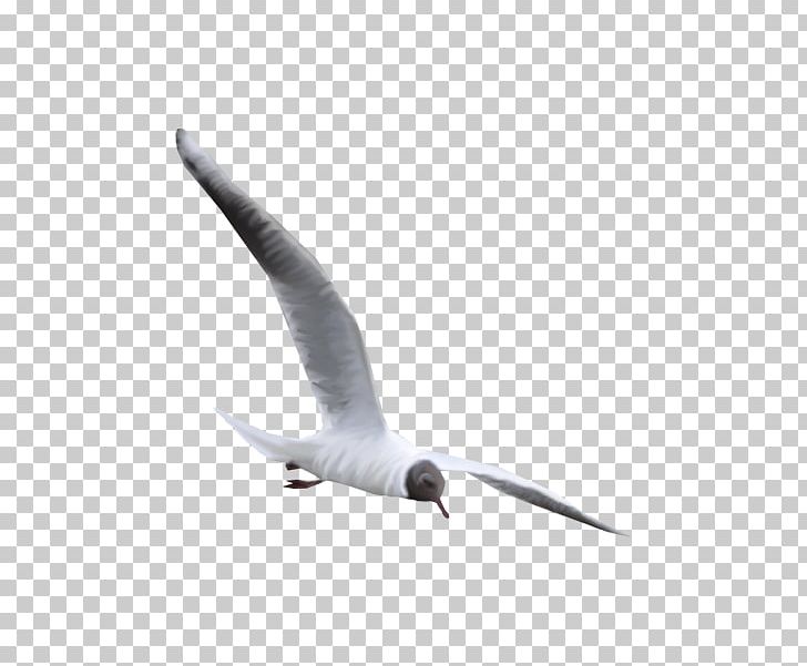 Bird Photography PNG, Clipart, Animal, Animals, Animation, Beak, Bird Free PNG Download