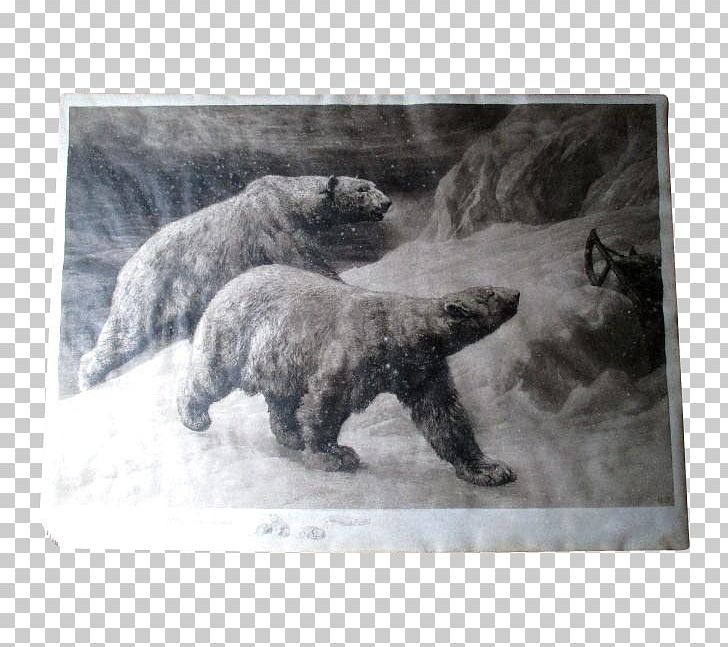 Polar Bear Etching Grizzly Bear Copper PNG, Clipart, Animals, Bear, Black And White, Carnivoran, Copper Free PNG Download