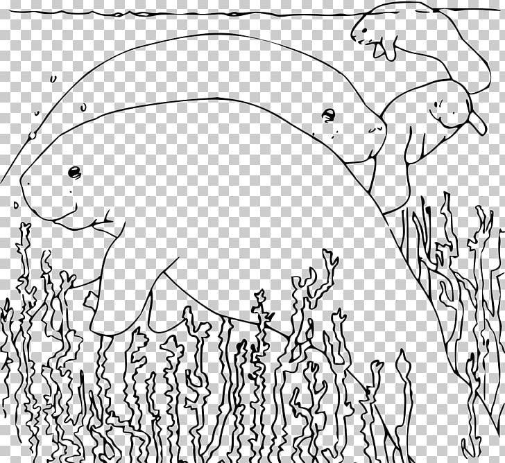 Sea Cows Coloring Book Manatee Steller's Sea Cow PNG, Clipart,  Free PNG Download