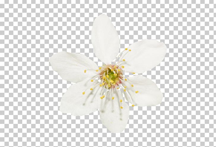 White PNG, Clipart, Blossom, Chart, Cherry Blossom, Color, Download Free PNG Download
