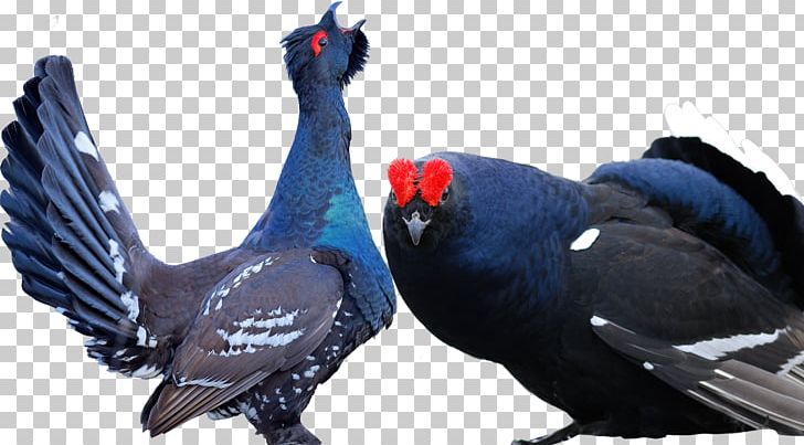 Bird Black Grouse Animal PNG, Clipart, Animal, Animals, Animation, Anime Character, Anime Girl Free PNG Download