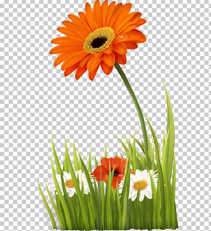 Flower Chamomile Illustration PNG, Clipart, Banner, Cartoon, Color, Cut Flowers, Daisy Free PNG Download