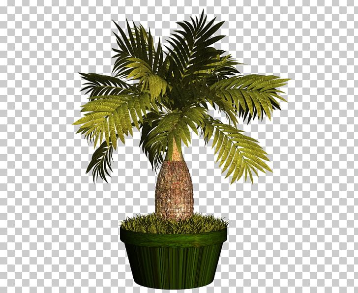 Asian Palmyra Palm Flowerpot Arecaceae Plant PNG, Clipart, Arecaceae, Arecales, Asian Palmyra Palm, Borassus, Borassus Flabellifer Free PNG Download