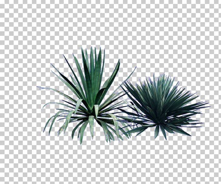 Sisal Shrub Plant Garden PNG, Clipart, Agave, Alien, Arecaceae, Arecales, Download Free PNG Download