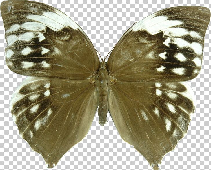 Brush-footed Butterflies Butterfly Zeuxidia Amethystus Saturns Zeuxidia Aurelius PNG, Clipart, Arthropod, Brush Footed Butterfly, Butterfly, Female, Freemasonry Free PNG Download