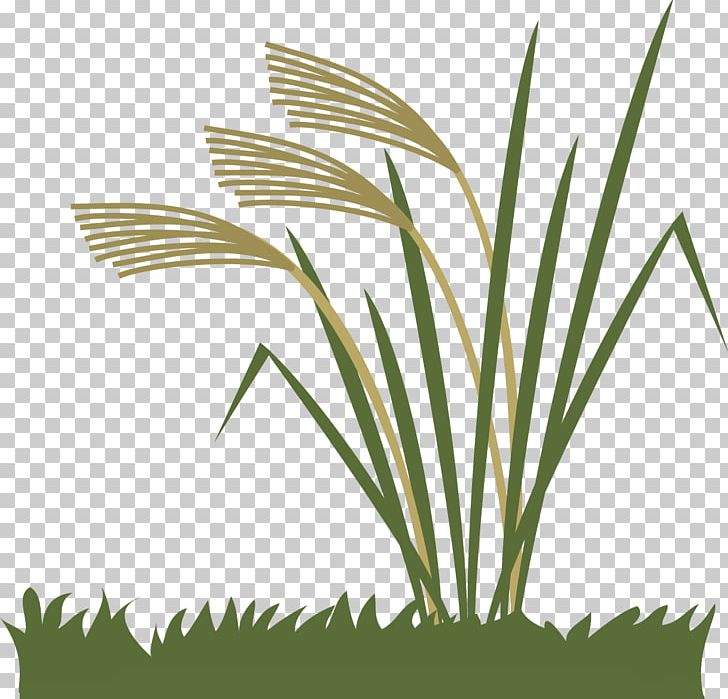 Chinese Silver Grass Grasses PNG, Clipart, Arecaceae, Arecales, Autumn, Chinese Silver Grass, Commodity Free PNG Download